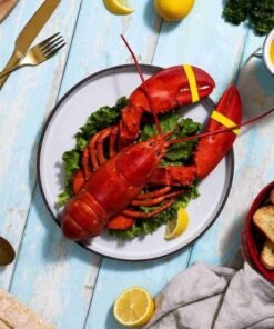 1.5 lb Live Maine Lobster